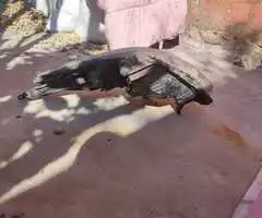 Farol delantero derecho - 5