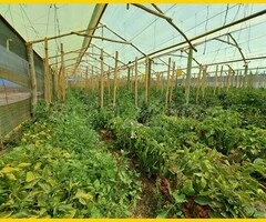 Terreno en venta, 6 hectáreas en Tolata Norte Cochabamba - 2