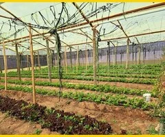 Terreno en venta, 6 hectáreas en Tolata Norte Cochabamba - 4