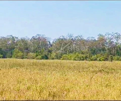 Propiedad agricola ganadera en venta en Santa Cruz - 5