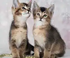 Gatitos caracat f4 y caracat f5 disponibles para la venta