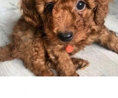 Salud de los caniches toy rojos Kc Reg probados - 2