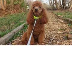 Salud de los caniches toy rojos Kc Reg probados - 3