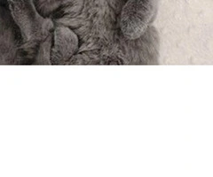 Gatitos británicos de pelo corto con pedigrí listos para partir - 2