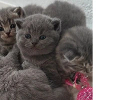 Gatitos británicos de pelo corto con pedigrí listos para partir - 3