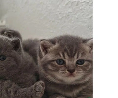 Gatitos británicos de pelo corto con pedigrí listos para partir - 4