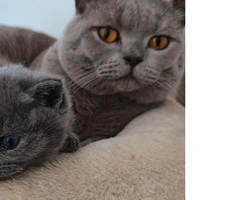 Gatitos británicos de pelo corto con pedigrí listos para partir - 5