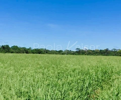 Hermosa propiedad agricola en venta, entre Cabezas y Abapo, Santa Cruz - 4