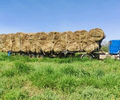 Hermosa propiedad agricola en venta, entre Cabezas y Abapo, Santa Cruz - 6