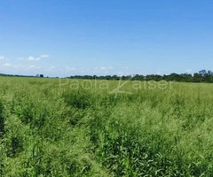 Hermosa propiedad agricola en venta, entre Cabezas y Abapo, Santa Cruz - 7