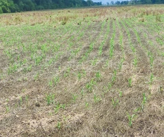 Hermosa propiedad agricola en venta, entre Cabezas y Abapo, Santa Cruz - 8