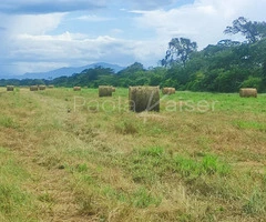 Hermosa propiedad agricola en venta, entre Cabezas y Abapo, Santa Cruz - 9