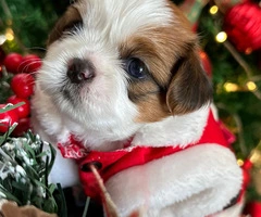 Perrito Shitzu pequena estatura