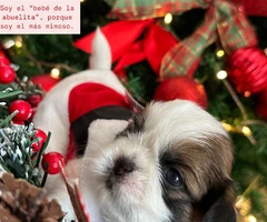 Perrito Shitzu pequena estatura - 2