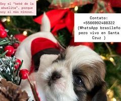 Perrito Shitzu pequena estatura - 4