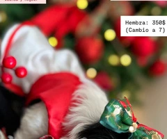 Perrito Shitzu pequena estatura - 5