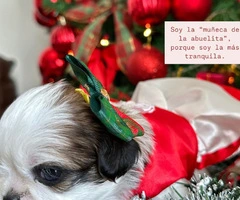 Perrito Shitzu pequena estatura - 6