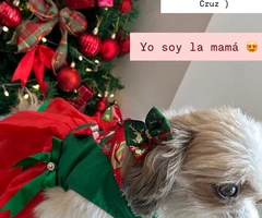 Perrito Shitzu pequena estatura - 7