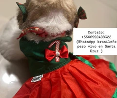 Perrito Shitzu pequena estatura - 8