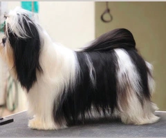 Perrito Shitzu pequena estatura - 9