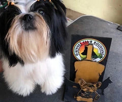 Perrito Shitzu pequena estatura - 10