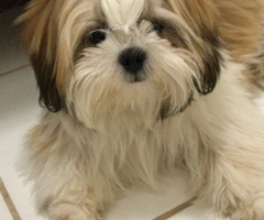 Perrito Shitzu pequena estatura - 11