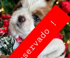 Perrito Shitzu pequena estatura - 12