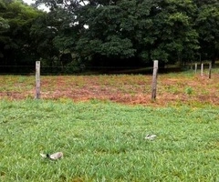 Terreno en Buena Vista!!! - 4