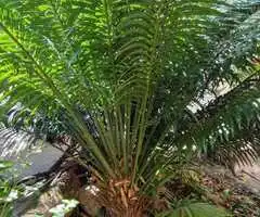 PALMERA REAL