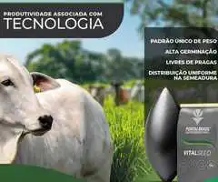 Semillas de Pastos para Ganaderia BRACHIARIAS Y PANICUMS Marca Pontal Brasil - Contacto 69089318