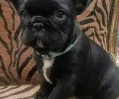 Cachorros de bulldog francés listos para adopción - 2