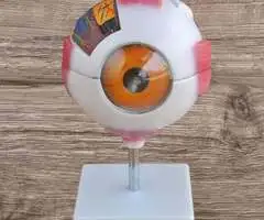 MODELO DE OJO GIGANTE