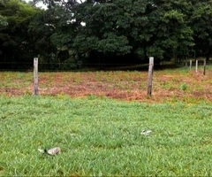 Terreno en Buena Vista, Ichilo!!!! - 2