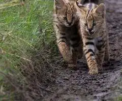 Gatitos serval disponibles para la venta