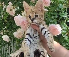 Serval y caracal con linda sabana