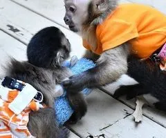 Macacos-prego precisam de novos lares  WhatsApp +447403554073