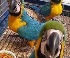 Arara-azul-e-dourada Reserve-me..........Me contate pelo WhatsApp: +447403554073