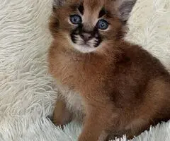 Caracal Kittens WhatsApp: +27842597191