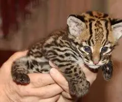 Ocelot Kittens WhatsApp: +27842597191