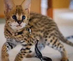 African Serval Kittens WhatsApp: +27842597191