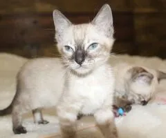 Snow/Silver/Charcoal/Brown Bengal Kittens WhatsApp: +27842597191