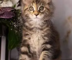 Maine Coon Kittens WhatsApp: +27842597191
