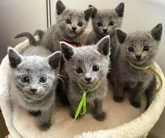 Russian Blue Kittens WhatsApp: +27842597191