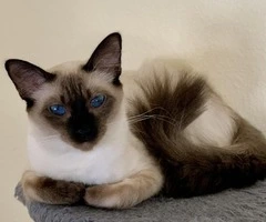 Balinese Kittens WhatsApp: +27842597191