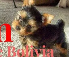 Cachorros Yorkshire Terrier en adopción.