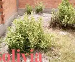 Venta de terreno en ex fundo Avircato - Urbanización Villa Linda - 2