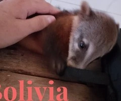 Una mascota bien activa