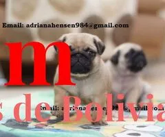Cachorros Pug Machos y Hembras