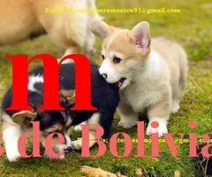 Preciosos cachorros de Corgi Mignonne