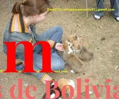 Preciosos cachorros de Corgi Mignonne - 2